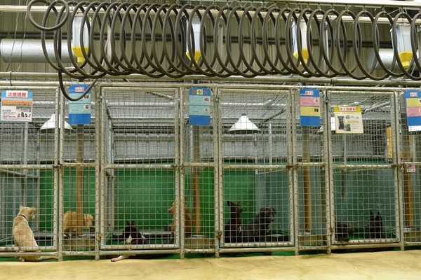 零安樂的課題，高雄市已經在面對，收容空間不足、疾病、老幼犬的抵抗力不佳都是問題。　何宜/攝