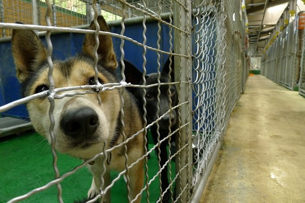 回置犬隻若出現攻擊行為,將回到收容所和其他問題犬隻一起等待送養。 何宜/攝