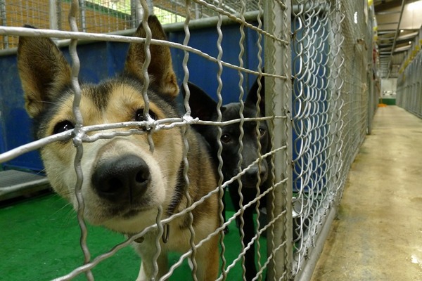 台北市動保處的不擬續養規費將改為分級收費，7歲以下的健康動物2400元，7歲以上或患病、傷殘的動物則收 5000元。　何宜/攝