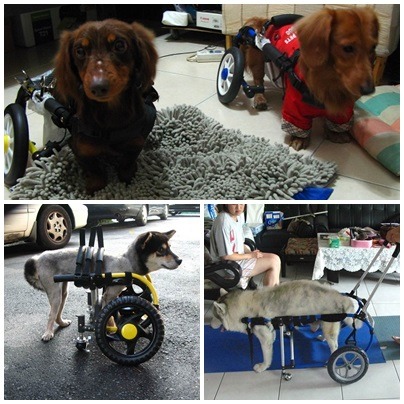 犬輪會社的各式犬輪椅。傅凱倫/提供