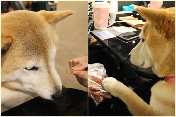 個性穩定的Yumi會用腳腳討吃，但只要秦綾謙說「no」，牠連看都不看肉乾一眼。　江幸芸/攝