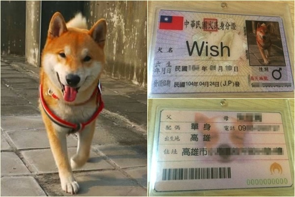 仔細看，這不是我們的身分證，而是「犬民」專屬的啊！　Wish飼主/提供