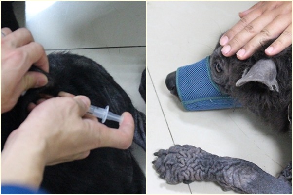 7隻狗兒都已絕育並植入晶片，只差施打疫苗；待最久的河童不親狗，要帶上嘴套。　江幸芸/攝