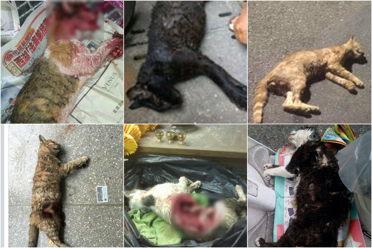 被咬死的貓咪。　取自台北貓慘案 全民來報案