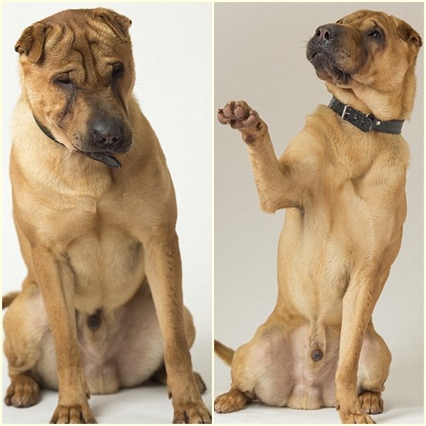 Kai的故事傳開後,感動了許多人,蘇格蘭防止虐待動物協會已經收到上百則領養訊息,將先用問卷篩選領養人。 取自英國《每日郵報》