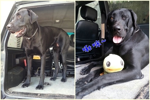 王國休假時會帶王小胖回家，因為狗狗實在太大隻，便把車子後座椅子拆了，成了王小胖的專屬座位！　王國/提供