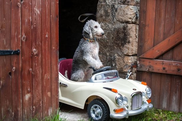 這麼窄的門口也難不倒駕技超群的貝瑞。　取自《Mirror》