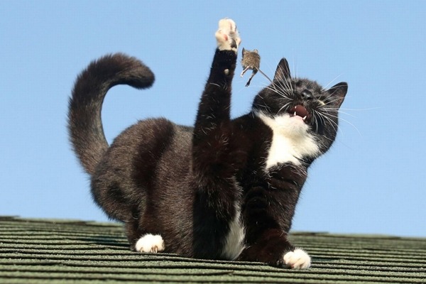 看我把你抓起來!!! 取自英國《鏡報》