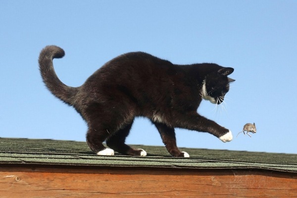 發現獵物! 取自英國《鏡報》