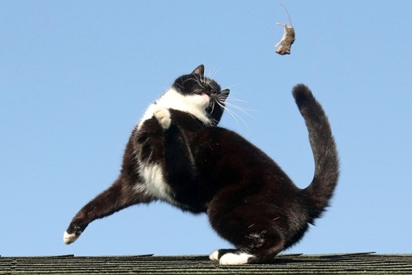 脖子快扭到。 取自英國《鏡報》