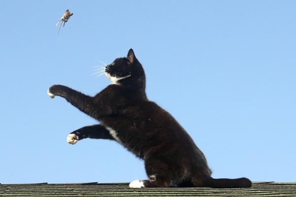 撲空……。 取自英國《鏡報》