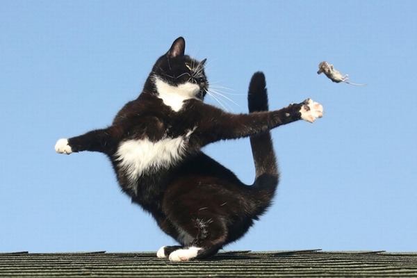 貓咪和老鼠像在跳雙人舞,但對老鼠來說可是生死關頭。 取自英國《鏡報》