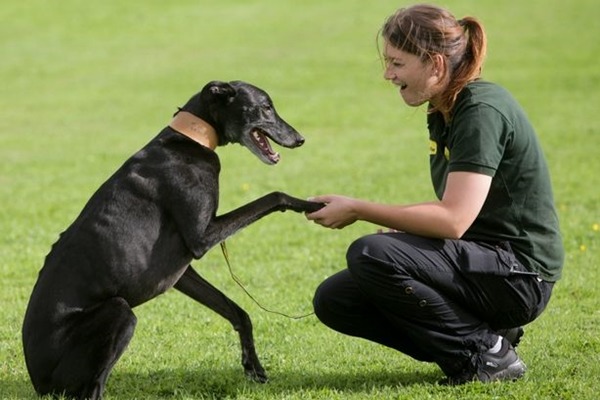 Jed終於被領養，收容牠的動保團體也非常開心！　取自英國《鏡報》