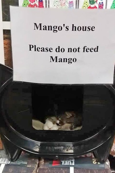貓咪芒果4年前來到英國德文郡蒂弗頓鎮上的樂購超市，員工幫牠準備一個睡窩。　取自英國《鏡報》