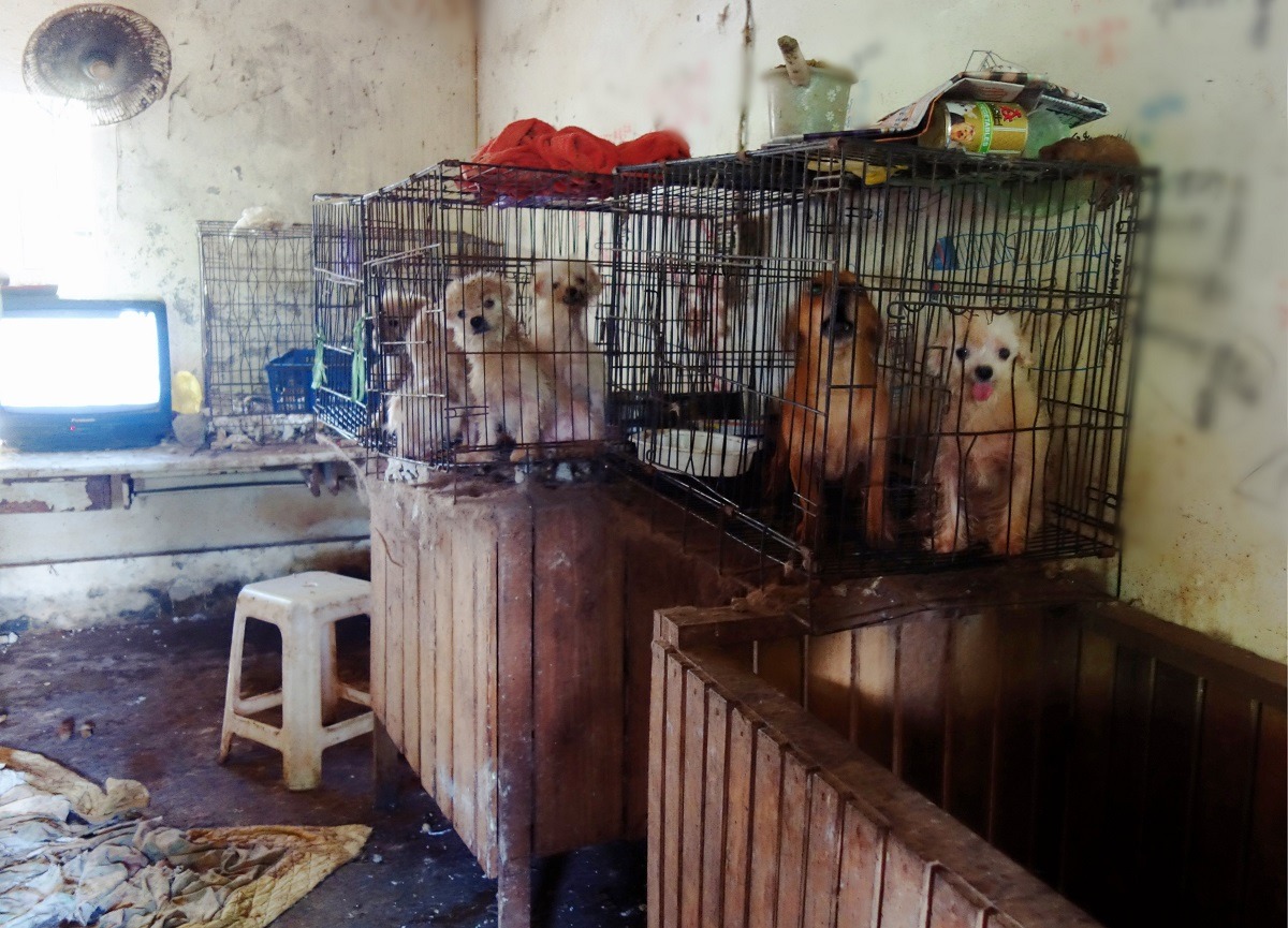 破獲非法繁殖場更需要長時間的布線、蒐證、等待時機。　示意圖。資料照片，台灣動物社會研究會/提供