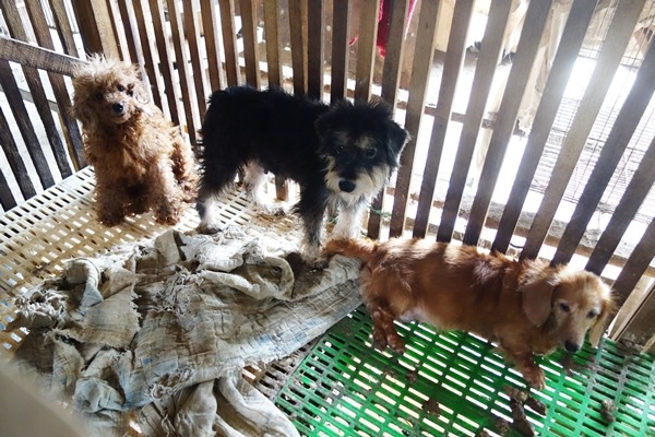 台灣動物社會研究會取信業者，進入嘉嘉犬舍蒐證多次才召開記者會，並向桃園縣動物防疫所檢舉。　台灣動物社會研究會/提供
