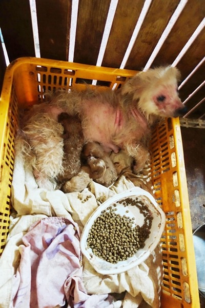 毛都掉了快一半，還要餵奶。　台灣動物社會研究會/提供