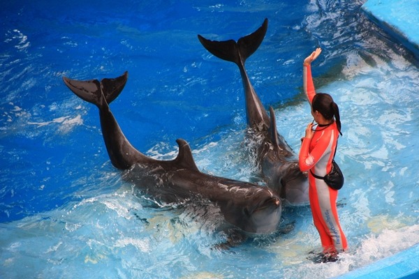 未來展演動物業者須提交營運計畫書和保證金,取得執照後才能營運。 台灣動物社會研究會/提供