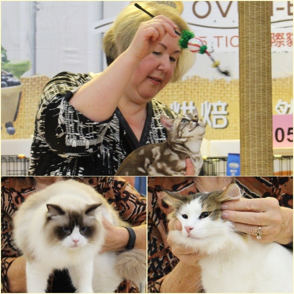 貓咪要經過審查員四輪考驗，體態、尾巴、頭型、毛色都在評分範圍。  江幸芸/攝