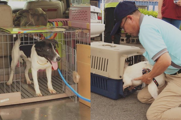 平平（左）一到清潔隊就好奇探頭，而安安（右）則需要動保員撈出來。  台中市南屯區清潔隊/提供