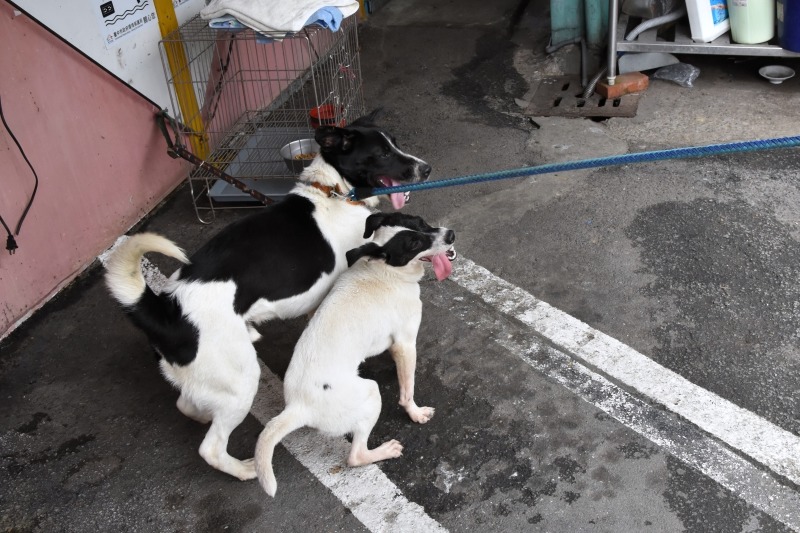 平平安安玩在一起。  台中市南屯區清潔隊/提供