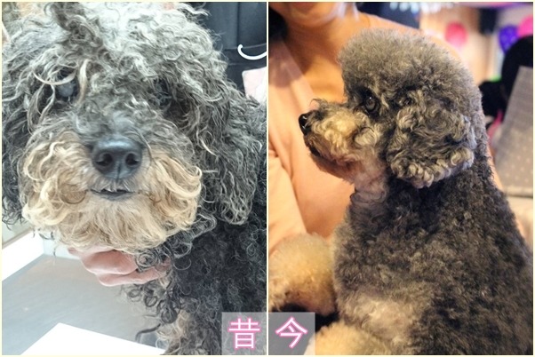 被丟在垃圾場的Poodle（左圖，毛臉臉社團/提供）雙眼看不見，現在擁有溫暖的家（右圖，江幸芸/攝）。