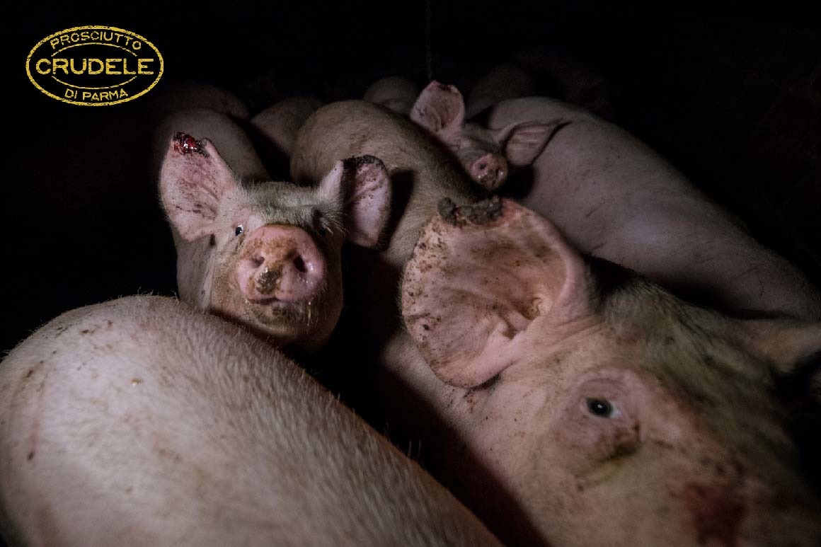 養豬場非常擁擠，豬的耳朵有明顯傷勢。　取自Essere Animali