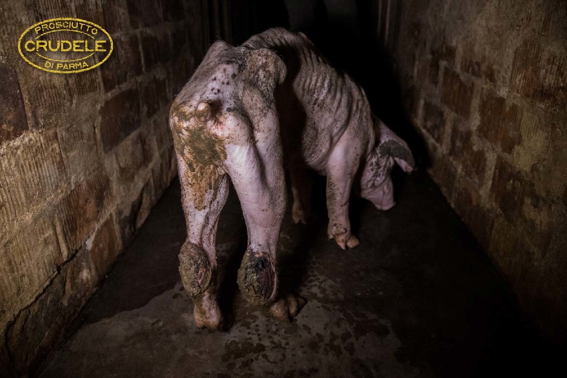 聰明、愛乾淨的豬隻被迫生活在如此髒亂的環境中，導致牠們身心受創。　取自Essere Animali