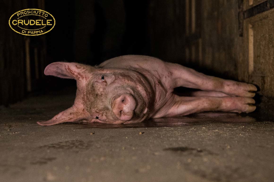 場中有不少豬隻看起來極不健康。　取自Essere Animali