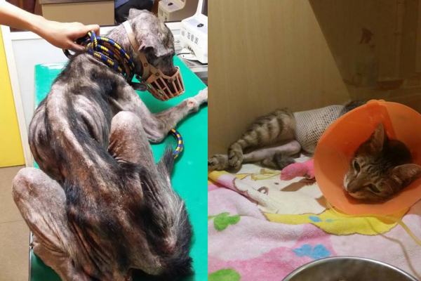 豆漿救援重傷、重病的貓狗，無法送養便自己收編。  豆漿/提供