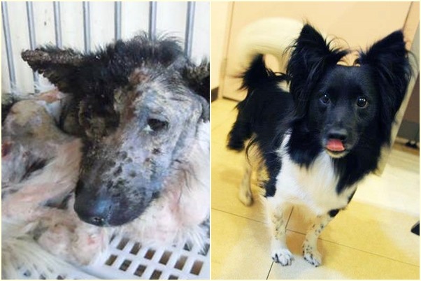 竹圍四季動物醫院的會計「盼盼」,5年前由帕子媽從新屋收容所救出,情況相當不好的牠經過醫療照顧,變成人見人愛的院狗。 帕子媽/提供