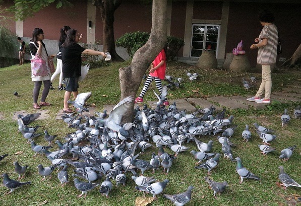 民眾應避免接觸禽鳥，也應暫停餵鴿。　台灣動物新聞網資料照片。蕭士塔/攝