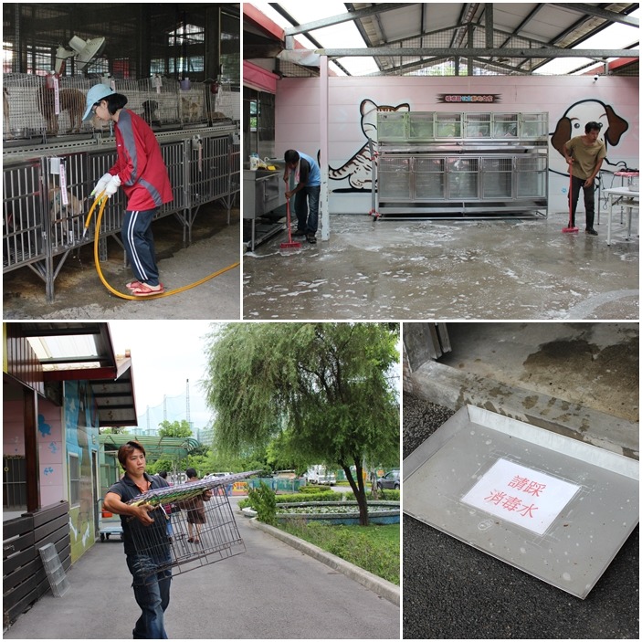 為了8月1號的活動，動物之家的工作人員提前一天進行打掃、消毒。所有需要進入犬舍的人員，都必須先踩過裝有消毒水的淺盤，以免將病菌帶入犬舍。　黃靖雅/攝