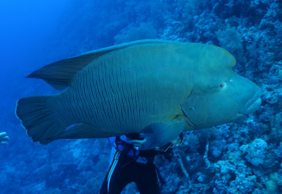 綠島明星魚龍王鯛是保育類動物，日前卻遭民宿業者違法獵捕。此為示意圖。  林務局/提供