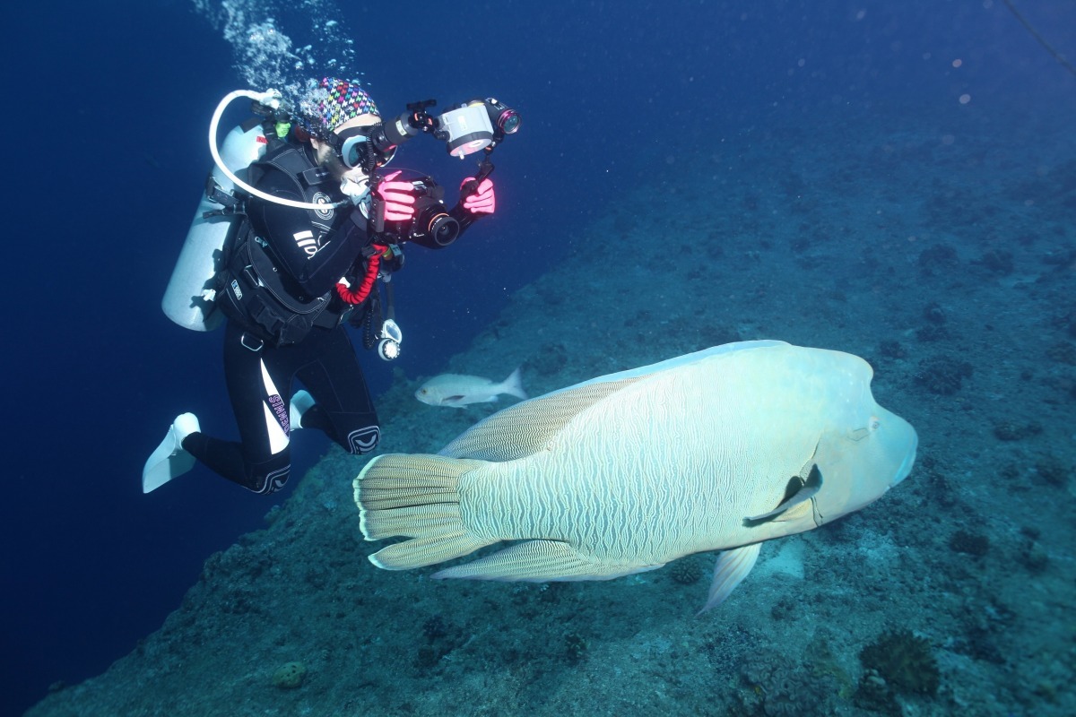 龍王鯛有靈性、又溫和，還會認得餵食者。此為示意圖。  林務局/提供