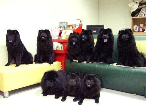 柔寶媽愛上鬆獅犬,陸續飼養了好多隻,全家福照好壯觀! 柔寶媽/提供