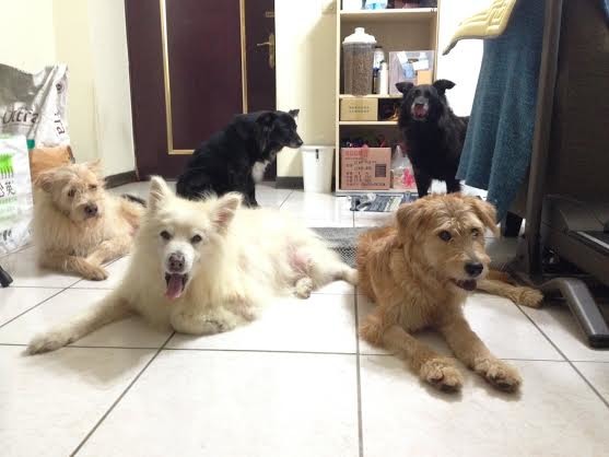 原本流浪的布布,現在有四個大哥哥大姊姊陪伴。 林煒盛/提供