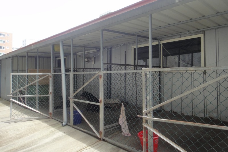 朝陽科大的犬舍內共有9隻校犬。  江幸芸/攝