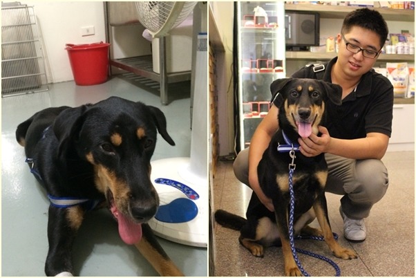 黑寶罹患犬瘟時住院(左圖,賴先生/提供),天天都有人送上好料進補,志工希望牠痊癒後能用熱血回饋狗兒,賴先生很認同,把黑寶照顧得很好(右圖,江幸芸/攝)。