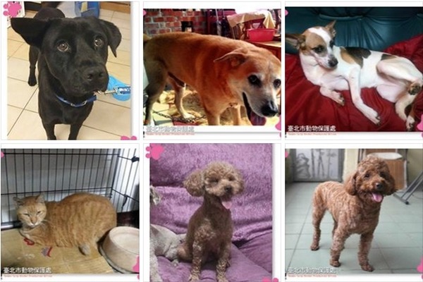 未來台北市飼主若要辦理不擬續養，必須經歷30天讓渡期，將動物的資料和照片上傳至「臺北市動物之家」臉書的「因故不擬續養動物讓渡專區」，找不到新主人才能辦理不擬續養。　取自臺北市動物之家臉書