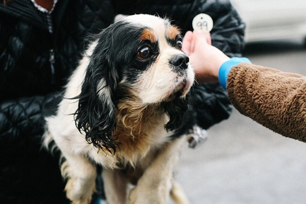 美國阿拉巴馬州的繁殖場將96隻查理士王小獵犬送去拍賣。　取自Mashable