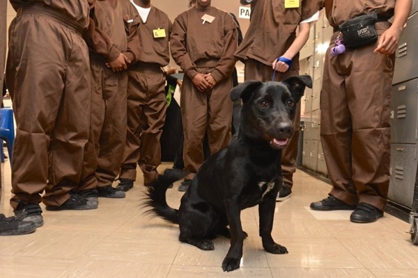 黑色混種拉不拉多來到小島上的監獄,由15名青年囚犯負責照顧、訓練。 取自紐約每日新聞