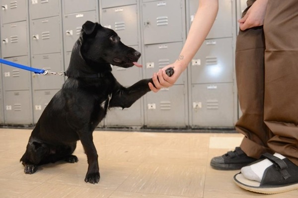 浪犬「王牌」只會在島上的監獄待9星期,然後開放一般民眾領養。 取自紐約每日新聞