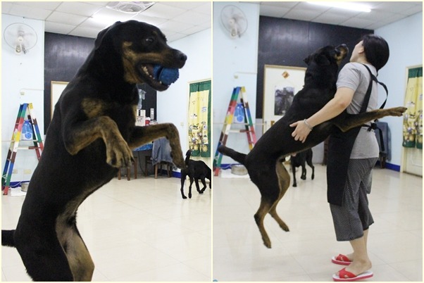 柔寶媽對大狗很有一套,即便是將近40公斤的大型犬,也玩得跟小孩一樣。 江幸芸/攝