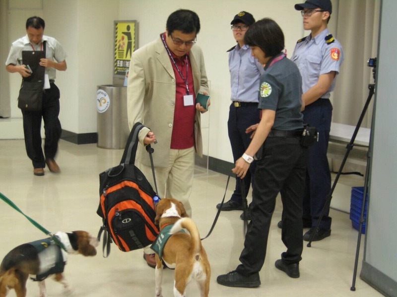 在機場最常見的檢疫犬是米格魯，但檢疫犬並不是只有米格魯單一個品種。　資料照，防檢協會/提供