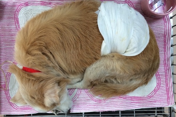 動物醫院先幫熊熊清創,並縫合傷口。 顏杏娟/提供