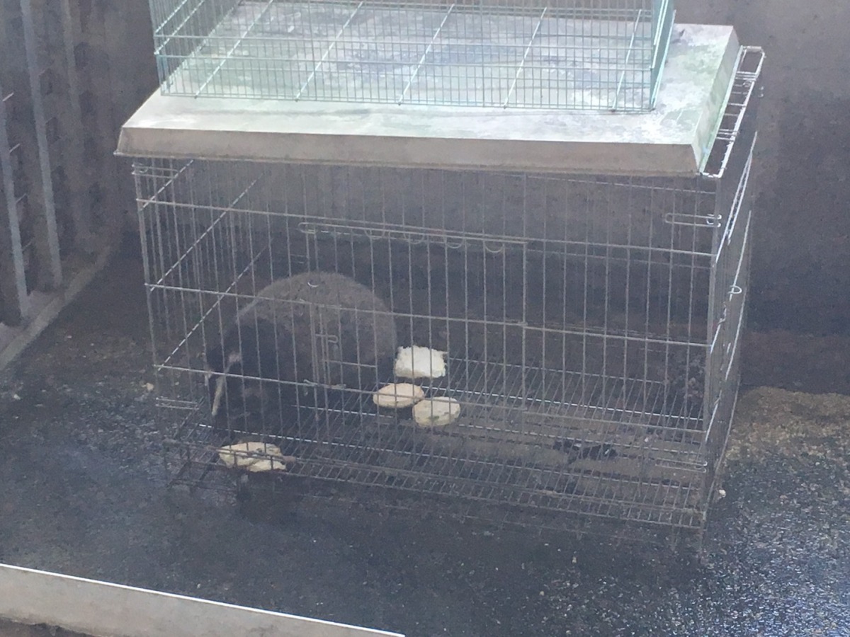 呂姓飼主稱白鼻心是被人棄養。　新北市動保處/提供