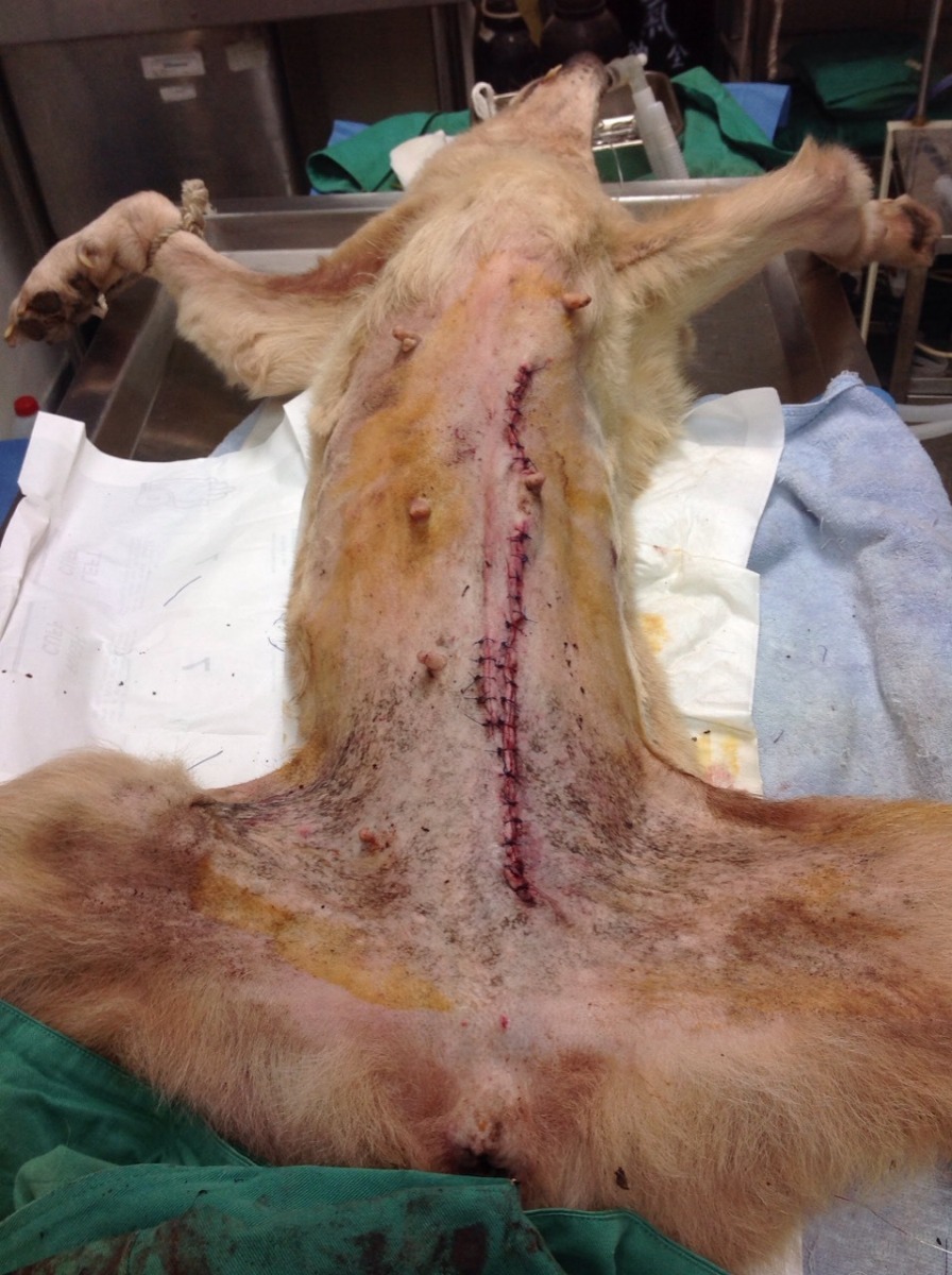 獸醫為亮亮手術,切除乳房腫瘤並絕育。 新北市動保處/提供