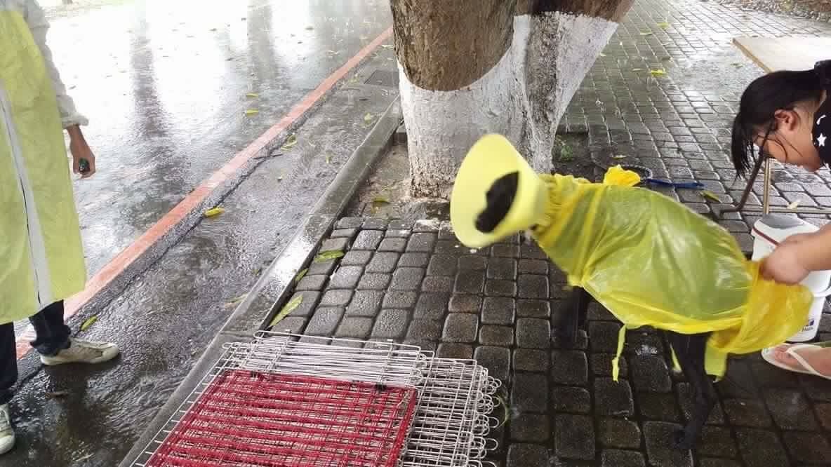中途姐姐細心幫加加調整雨衣。　雲林縣關懷動物協會/提供