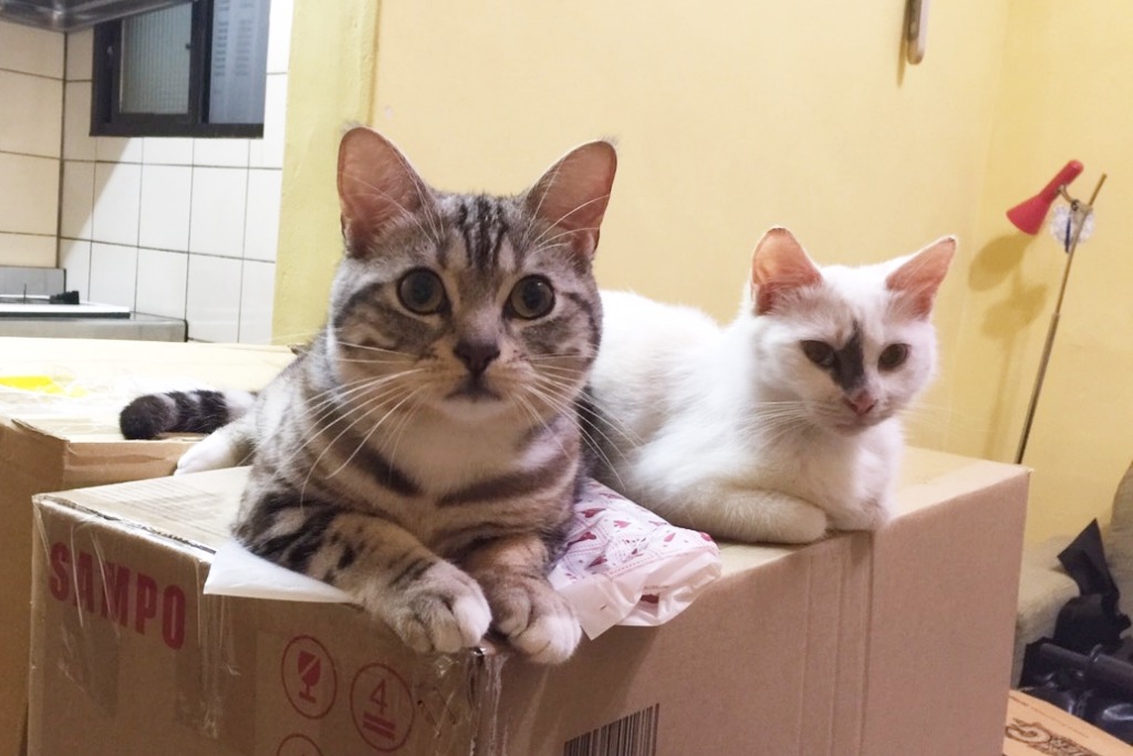 慕慕(右)和陳小姐原本養的貓咪相處融洽。 陳小姐/提供